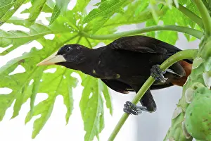 Decumanus: Crested Oropendola