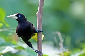 Decumanus: Crested Oropendola - On branch