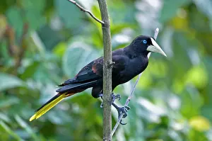 Decumanus: Crested Oropendola - on branch