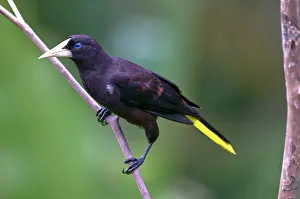 Decumanus: Crested Oropendola - on branch