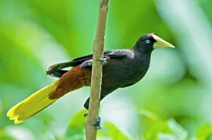 Decumanus: Crested Oropendola - on branch showing underside