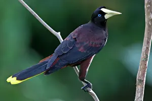 Decumanus: Crested Oropendola - on branch back view