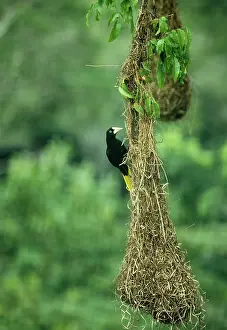 Decumanus: Crested Oropendola - Female on nest