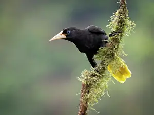 Mosses: Crested oropendola (Psarocolius decumanus), Chiriqui, Panama