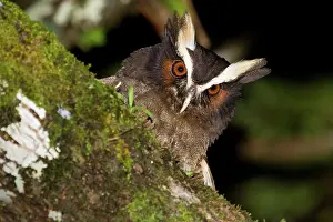 Alajuela: Crested Owl