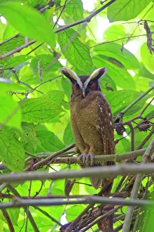 Cristata: Crested Owl Lophostrix cristata Sarapiqui, Costa Rica BI0339