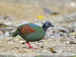 Malaysia: Crested Partridge female Rollulus rouloul Sabah
