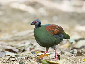 Malaysia: Crested Partridge female Rollulus rouloul Sabah