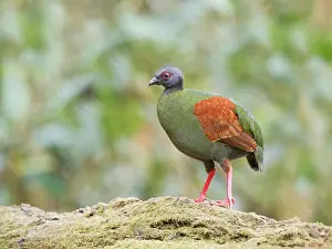 Malaysia: Crested Partridge female Rollulus rouloul Sabah