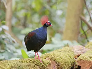 Malaysia: Crested Partridge male Rollulus rouloul Sabah, M