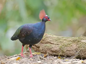 Malaysia: Crested Partridge male Rollulus rouloul Sabah, M