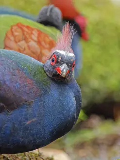 Malaysia: Crested Partridge male Rollulus rouloul Sabah, M