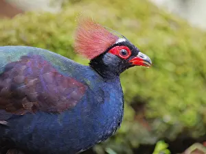 Malaysia: Crested Partridge male Rollulus rouloul Sabah, M