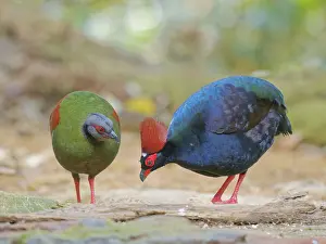 Malaysia: Crested Partridge pair Rollulus rouloul Sabah, M