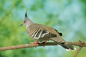 Ocyphaps: CRESTED PIGEON