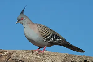 Ocyphaps: Crested Pigeon