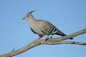 Ocyphaps: Crested Pigeon