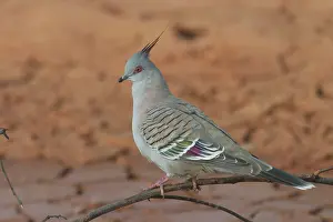 Ocyphaps: Crested Pigeon