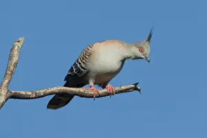 Ocyphaps: Crested Pigeon