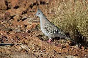Ocyphaps: Crested Pigeon
