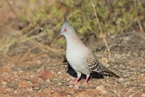 Ocyphaps: Crested Pigeon