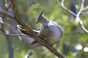 Ocyphaps: Crested Pigeon
