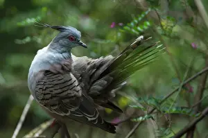 Werribee: Crested Pigeon