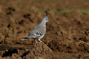 120618: Crested Pigeon