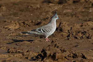 120618: Crested Pigeon