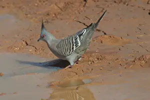 Ocyphaps: Crested Pigeon - Drinking at a drying pool