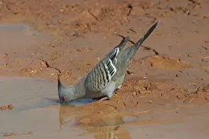 Ocyphaps: Crested Pigeon - Drinking at a drying pool