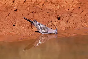 Ocyphaps: Crested PIGEON - drinking, side view