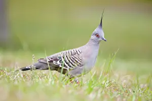 Ocyphaps: Crested Pigeon - Groundlevel image