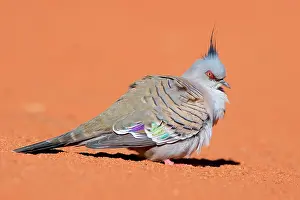 Ocyphaps: Crested Pigeon - lateral view of a crested pigeon