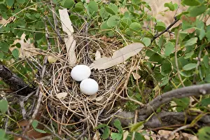 Ocyphaps: Crested Pigeon nest