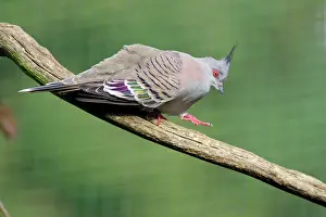 Ocyphaps: Crested Pigeon - walking down branch, crooning