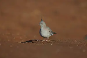 Aboriginal: Crested Pigeon - walking on the ground - At Papunya