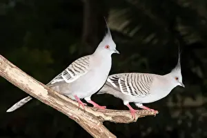 Eric Lindgren: Crested Pigeons - pair wait near a bird feeder