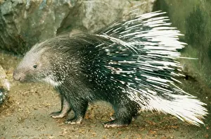 Porcupines: Crested PORCUPINE