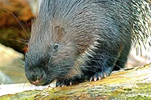 Porcupine: Crested Porcupine