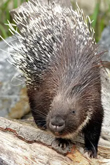 Porcupine: Crested Porcupine