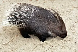 Porcupine: Crested Porcupine