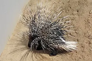 Porcupines: Crested Porcupine - with quills raised in defence position