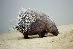 Porcupines: Crested Porcupine - with quills semi-raised in