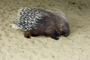 Porcupines: Crested Porcupine - searching for food