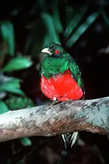 Pharomachrus: Crested QUETZAL - male