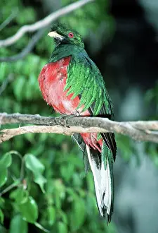 Pharomachrus: Crested QUETZAL - male