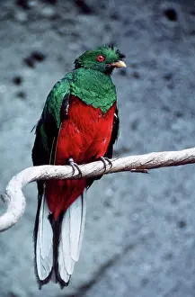 Pharomachrus: Crested QUETZAL - male, showing bright plumage