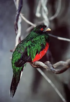 Quetzal: Crested QUETZAL - male, side view