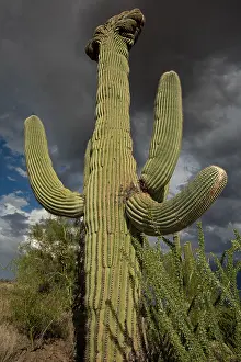 Gigantea: Crested saguaro, (Carnegiea gigantea), and storm